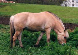 NORVEGIAN DE FIORDURI